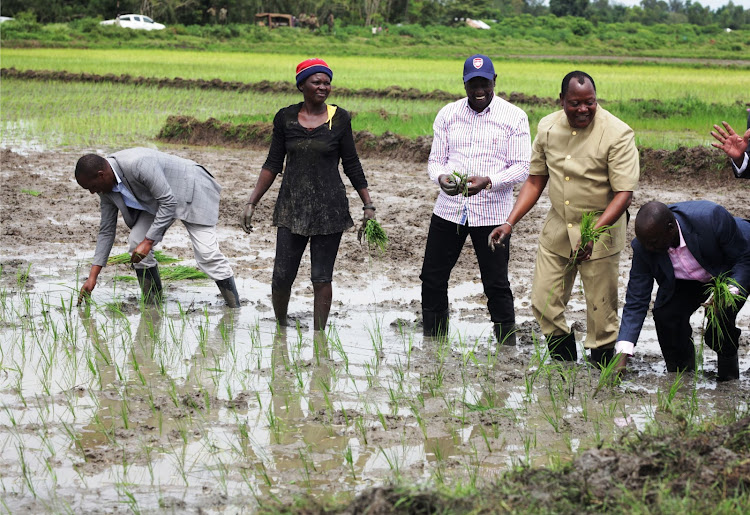 Deputy President William Ruto (in cap), National Irrigation Board General Manager Gitonga Mugambi, Irrigation PS Fred Sigor and Bunyala MP Raphael Wanjala join, rice farmer Martha Wagwanda to plant rice in Bunyala, Busia