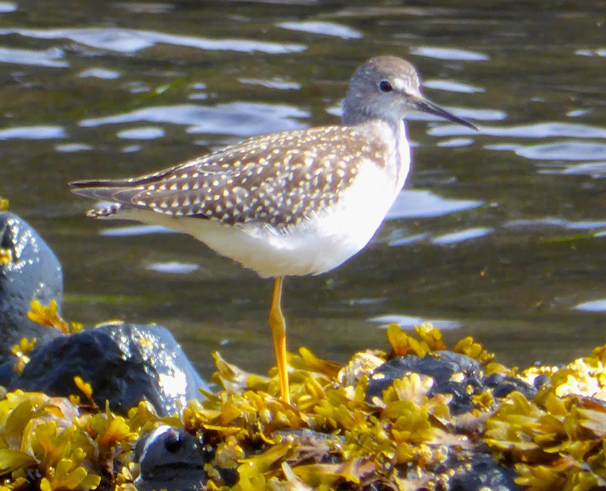 Lesser Yellowlegs