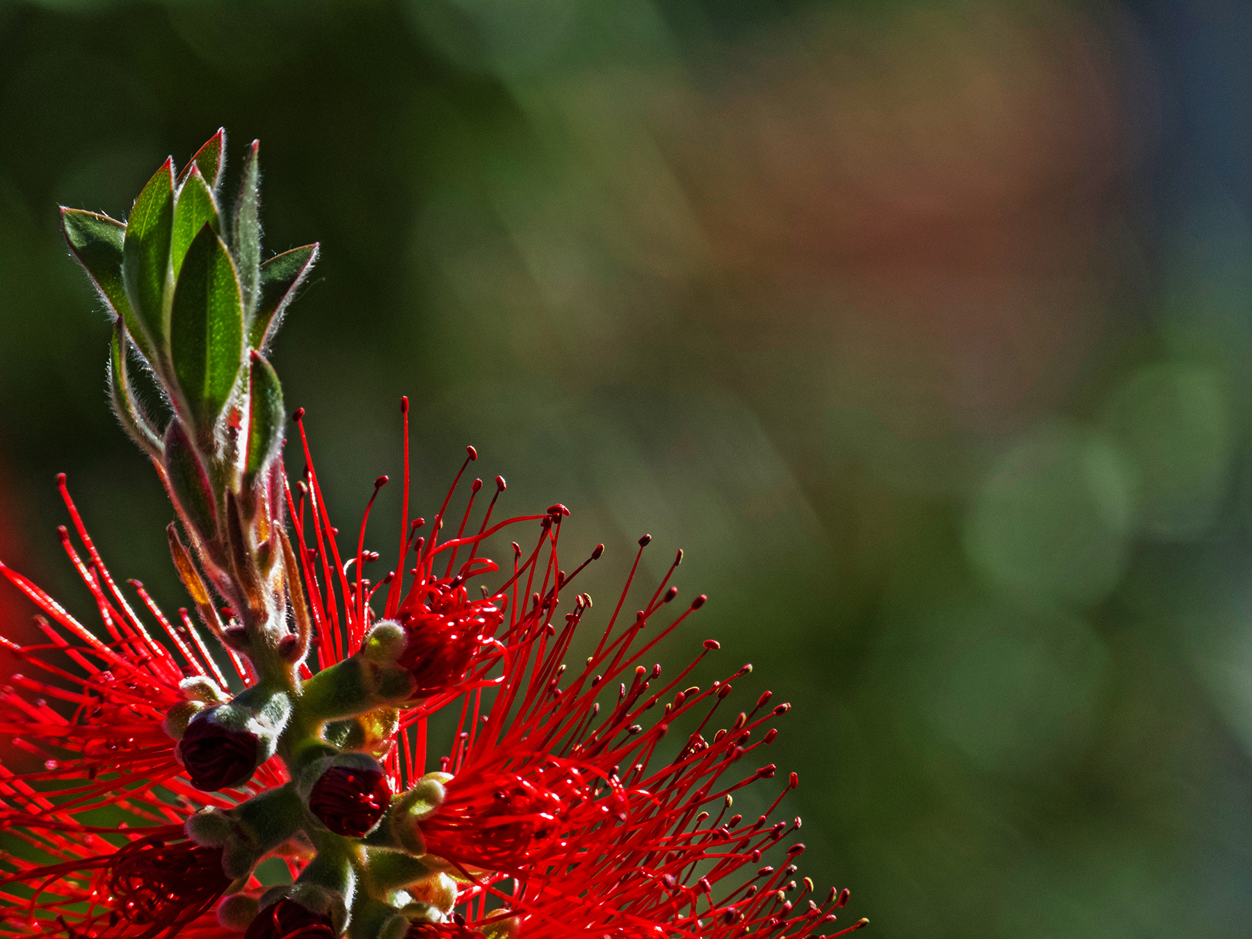 Infiorescenza di Callistemon... di Giuseppe Loviglio