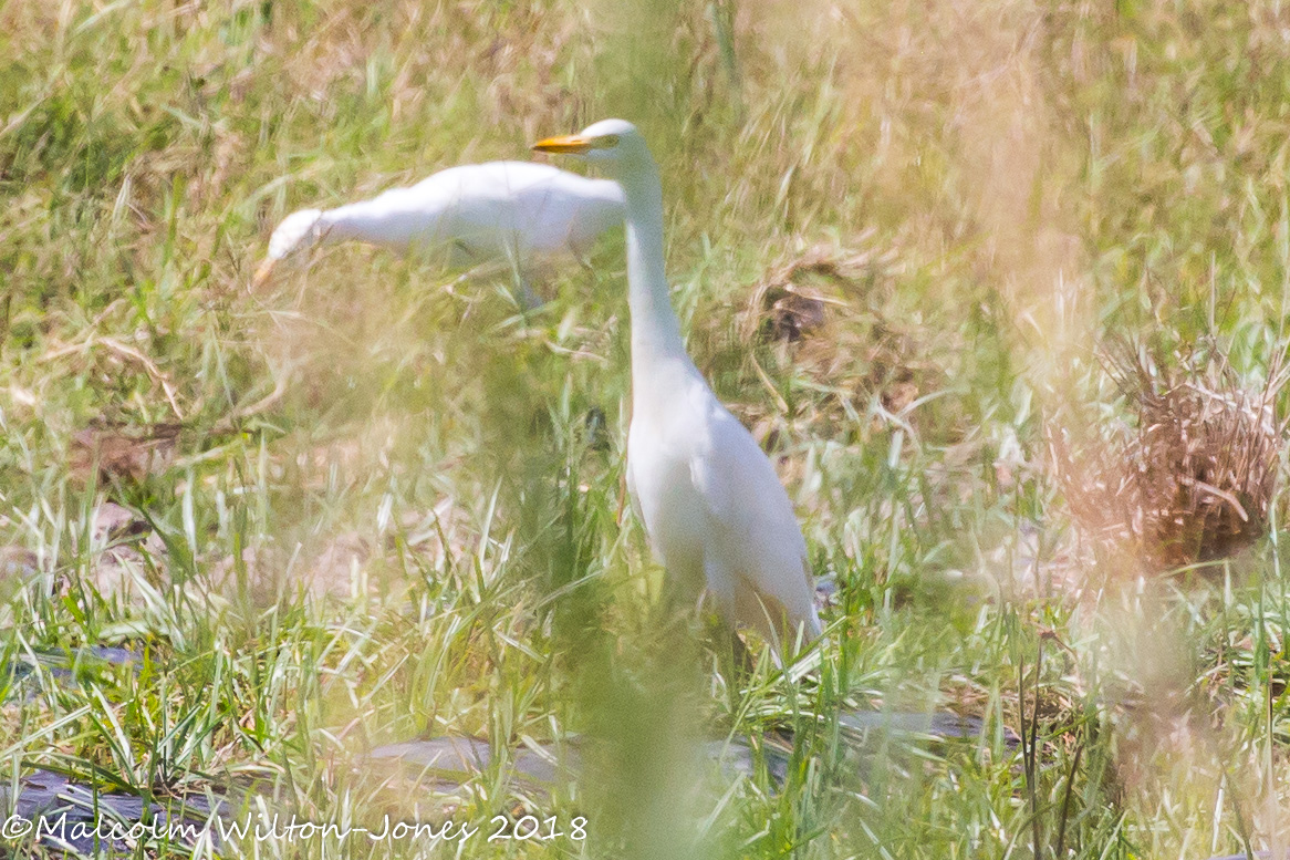 Cattle Egret; Garcilla Bueyera