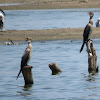 Reed Cormorant