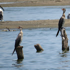 Reed Cormorant