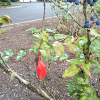 Oregon Grape