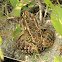 Pickerel Frog