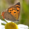 Small Copper