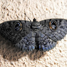 Owl moth