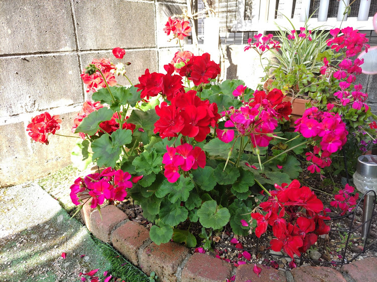 Keiワークスのワークス系メーカーパーツ・洗車すると気持ちが良い・今日は夏みたいに暑かった・花と孫に癒されるに関するカスタム事例の投稿画像7枚目