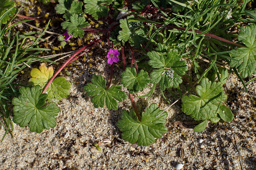 Geranium molle