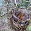 Vireo Nest