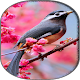 Download Beautiful Bird Wallpaper For PC Windows and Mac