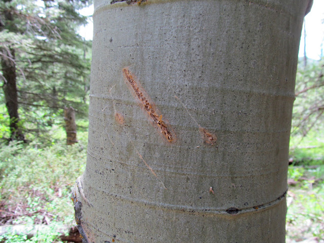 Bear claw marks on an aspen tree