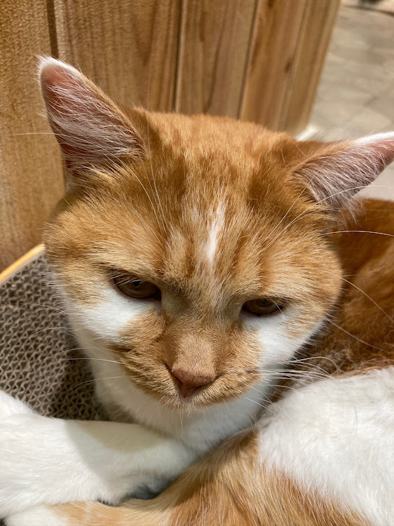 フィットの休日・猫カフェ・明日はおはありに関するカスタム事例の投稿画像10枚目