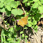 Silver-washed Fritillary