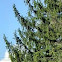 Norway Spruce