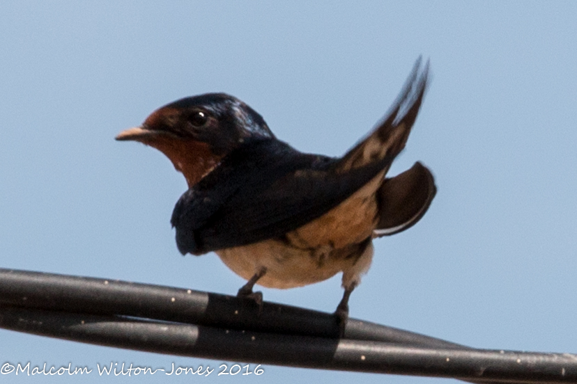 Barn Swallow; Golondrina Común