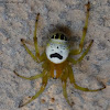 Kidney Garden Spider