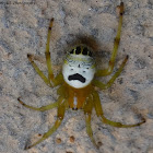 Kidney Garden Spider