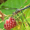 Blue dasher (female)