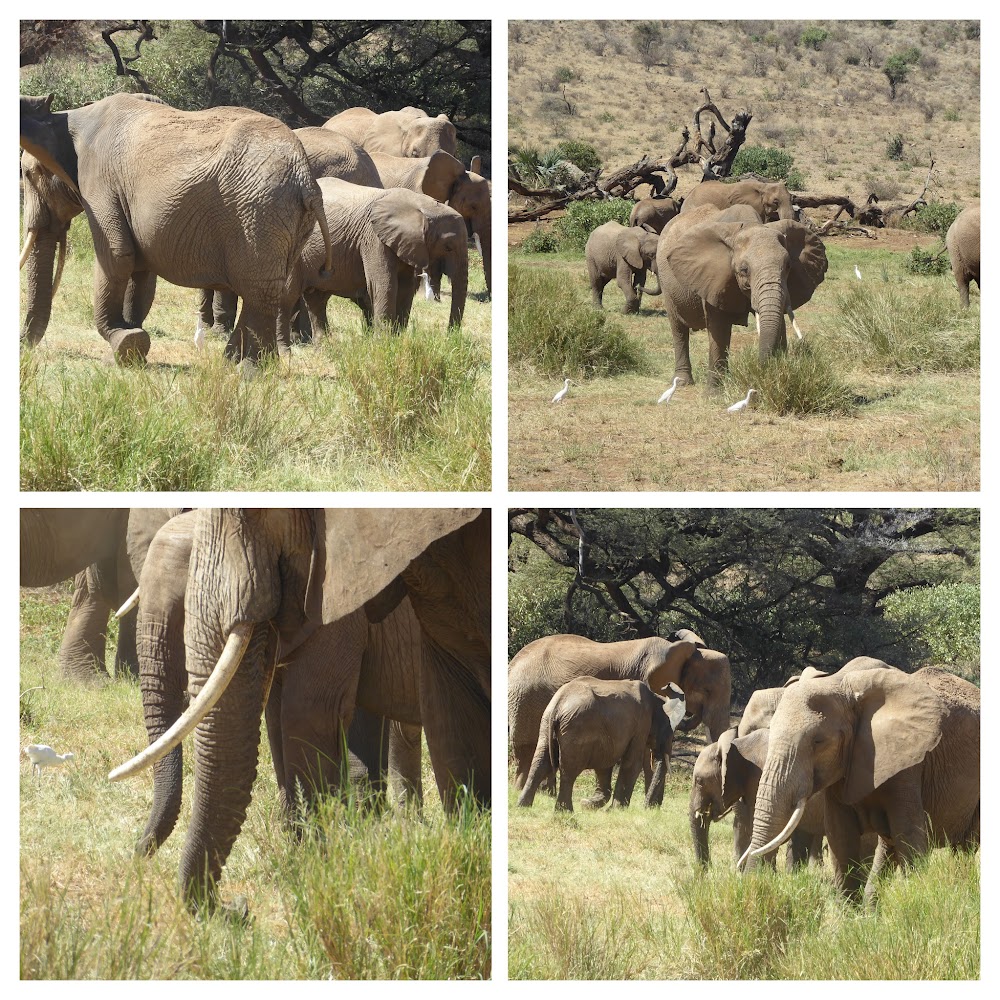 Un poquito de Kenia: Lagos Naivasha y Nakuru, Samburu y Masai Mara - Blogs de Kenia - SEGUIMOS EN TIERRAS DE SAMBURU. (33)