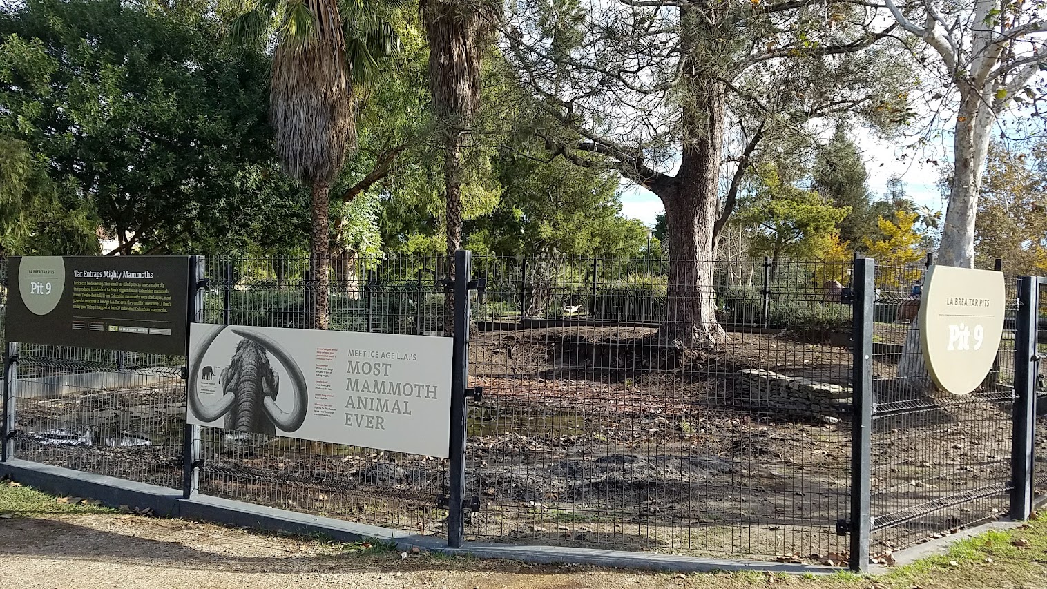 La Brea Tarpits in Los Angeles- several pits are located outside the Museum and you can view them for free walking in the park. This is Pit 9, which they think is the oldest excavation site. Thirty individual mammoths were found here in 1914.