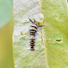 Lappet Moth Caterpillar