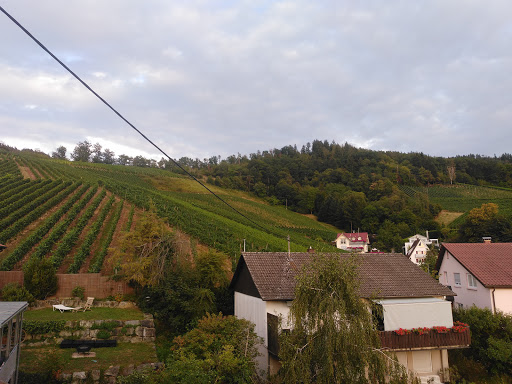 Reben und Wald um uns herum