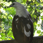 White-bellied sea eagle