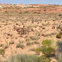 Pronghorn