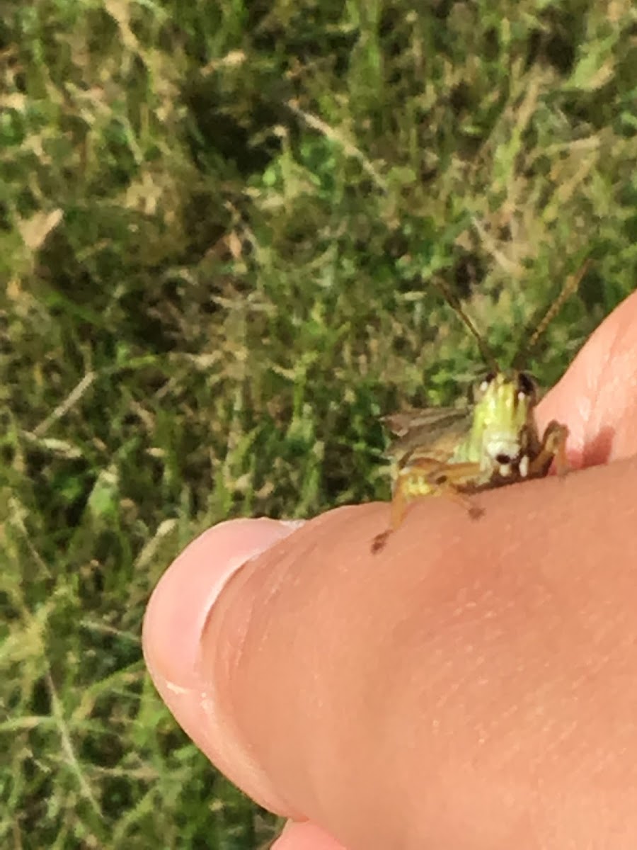 Grasshopper