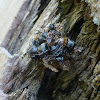 Assassin bug camouflaged with insect debris