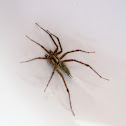 Grass Spider