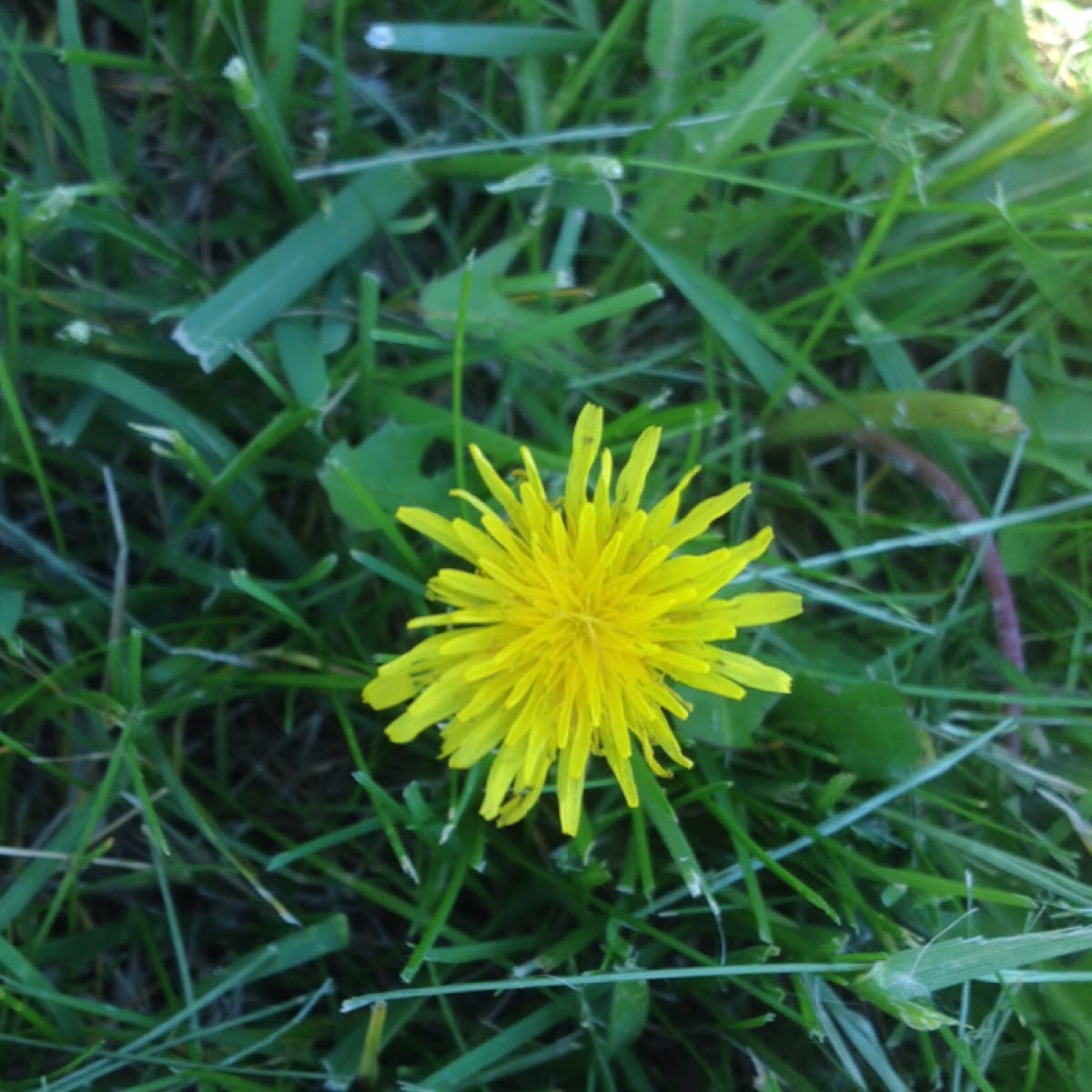 Dandelion