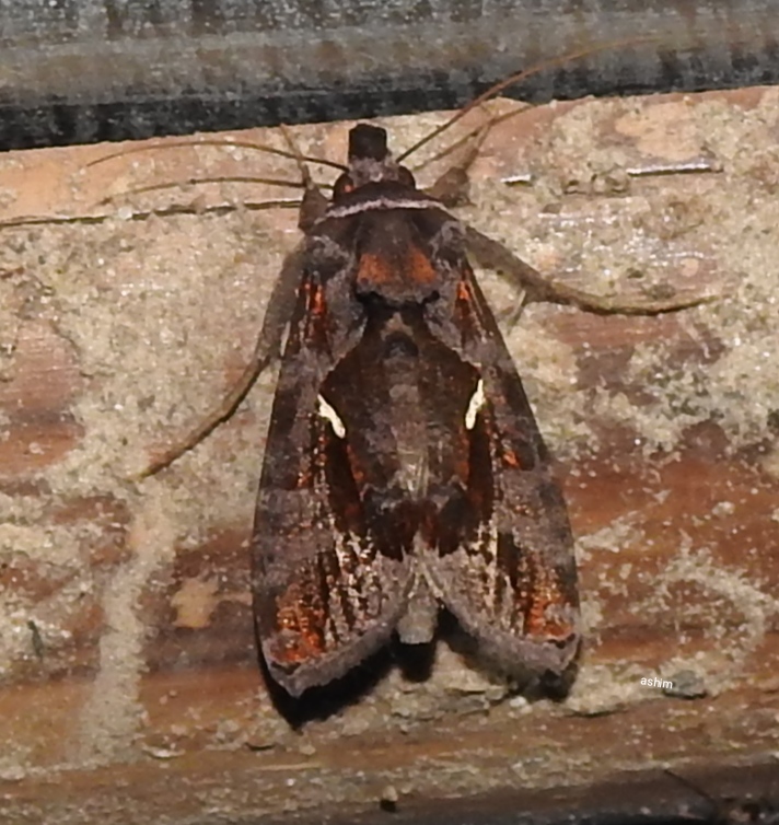 Copper spodoptera