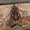 Copper spodoptera