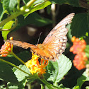 Gulf Fritillary