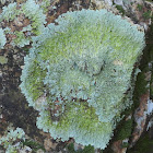 Rock greenshield lichen