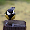 The great tit