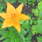 Yellow Lily