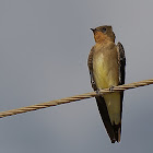 Andorinha-serradora (Southern Rough-winged)