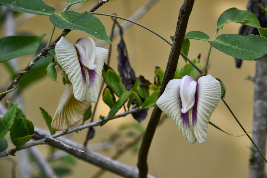 Мексика. И станут направления дорогами.