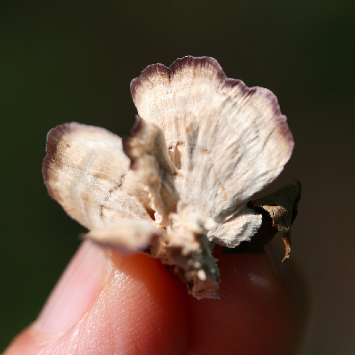 Violet-toothed Polypore