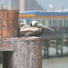 Brown Pelican