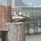 Brown Pelican