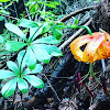 Turk's Cap Lily