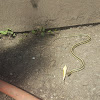 Garter Snake