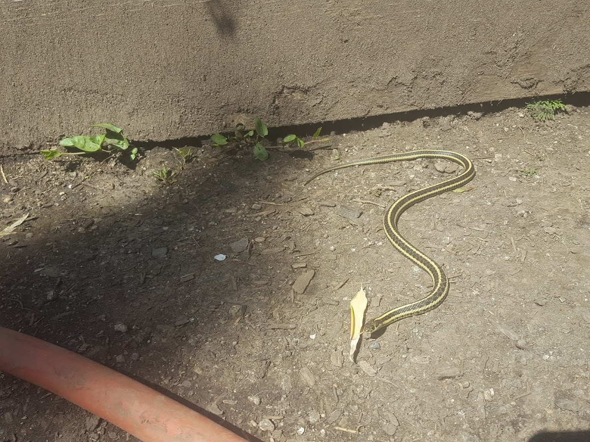 Garter Snake