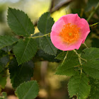 Dog rose; Rosal silvestre