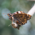 White haired skipper