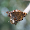 White haired skipper