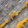 Fan-shaped Jelly Fungus